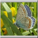 Polyommatus icarus - Hauhechelblaeuling m05.jpg